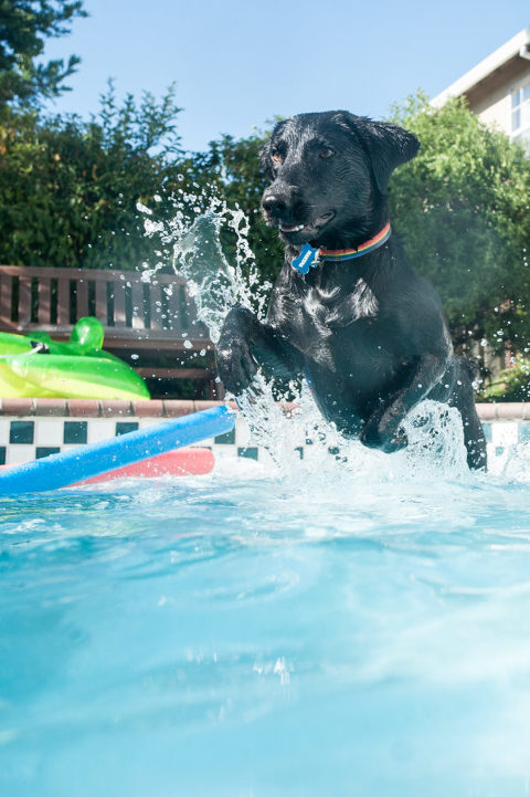 Black lab jumps into the pool
