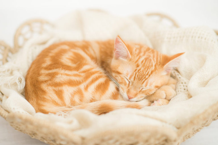An orange Tabby sleeps during a photoshoot